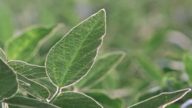 Soya bitkileri ekili alanda yaprakları