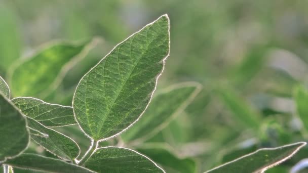 Soybean Plants Leaves Cultivated Field — Stock Video