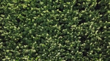 Soya bitki ekili tarım alanı hava yukarıdan aşağıya görünümü