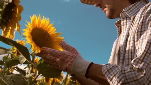 Proteção Cultura Girassol Agricultor Examinando Cabeça Flor Campo Cultivado — Vídeo de Stock