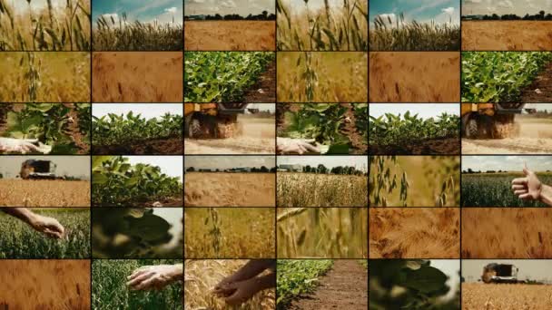 Agriculture Farming Multiple Screen Video Wall Various Crops Growing Field — Stock Video