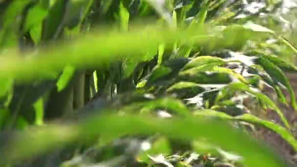 Детали Плантации Зеленого Кукурузного Поля — стоковое видео