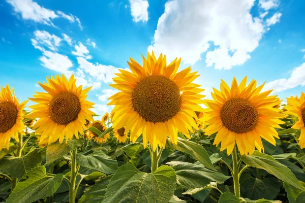 Campo Cultivo Girasol Floreciente Soleado Día Verano —  Fotos de Stock