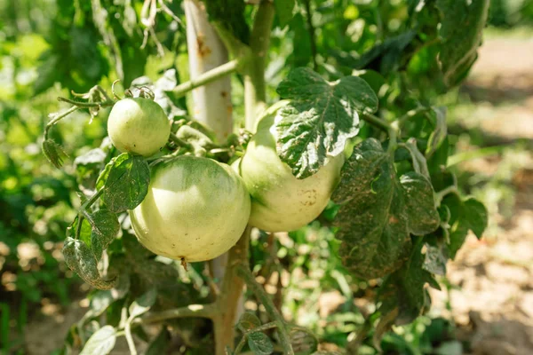 蔬菜园有机番茄养殖 — 图库照片