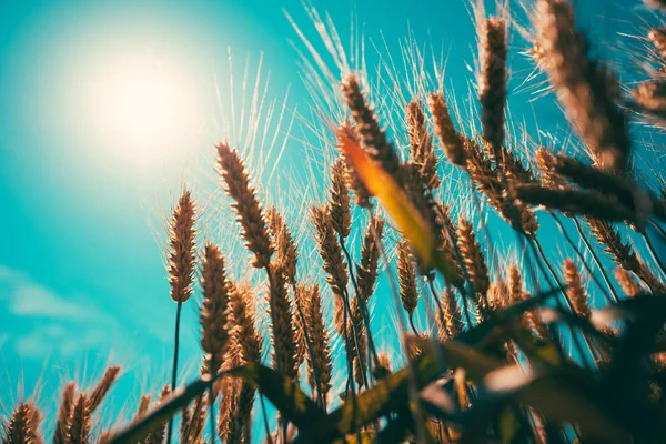 Соломинки Пшеницы Восходящие Солнцу Вид Низкого Угла — стоковое фото