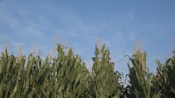 Hermoso Campo Maíz Verde Contra Cielo Azul Del Verano — Vídeos de Stock