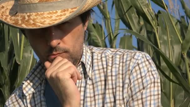 Мышление Планирование Фермера Кукурузном Поле Серьезный Уверенный Себе Человек Смотрит — стоковое видео
