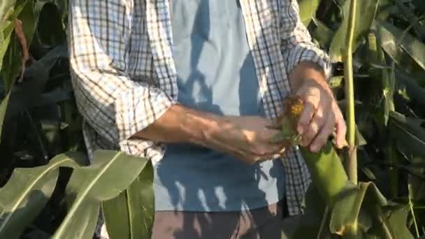 農家の畑 畑で働いて深刻な自信を持って男にトウモロコシを調べる — ストック動画
