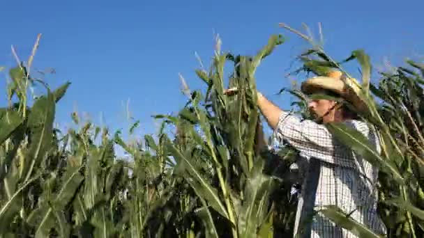 农夫在麦田里检查玉米流苏 在农场工作的认真自信的人 — 图库视频影像