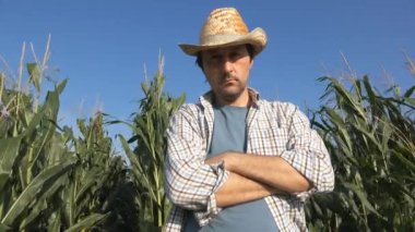 Mısır ekin tarlasında ciddi kendine güvenen adam kameraya bakan poz çiftçi