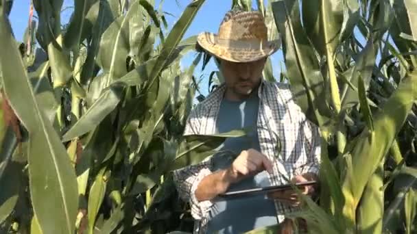 農家のトウモロコシ畑 農産物の現代技術を使用して深刻な自信を持って男性のタブレット コンピューターを使用して — ストック動画