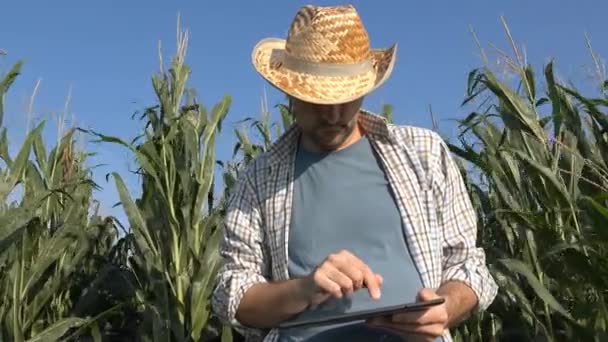 Agricultor Que Utiliza Computadora Tableta Campo Cultivo Maíz Hombre Confiado — Vídeo de stock