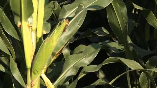 Неспелая Кукуруза Початке Поле — стоковое видео