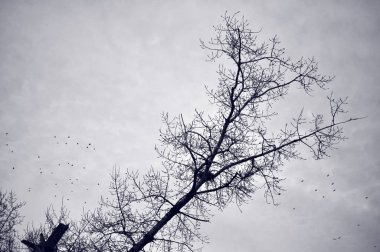 Kış döneminde uçan kuşlar akın ve çıplak ağaç dalları, siluet
