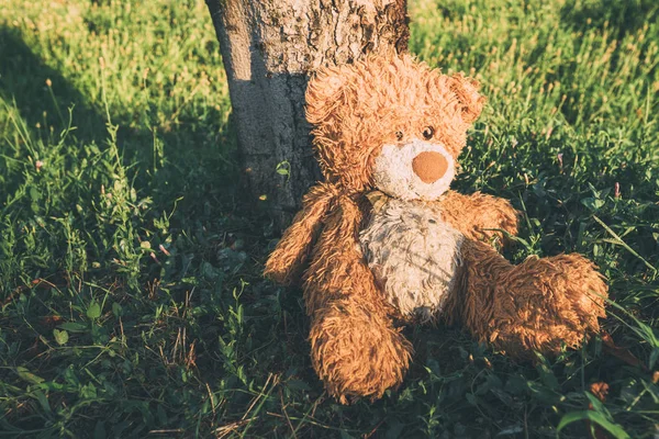 Urso Pelúcia Abandonado Miserável Livre Inclinado Para Árvore — Fotografia de Stock