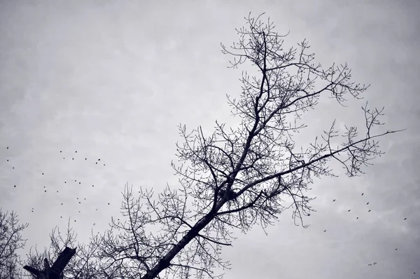 Kış döneminde uçan kuşlar akın ve çıplak ağaç dalları, siluet