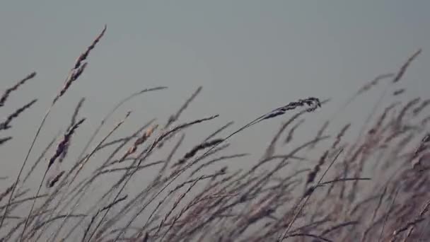 Hierba Campo Rural Balanceándose Sobre Viento — Vídeo de stock