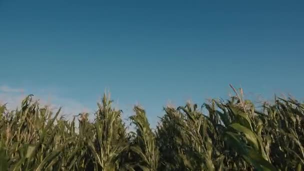 Vítr Fouká Kukuřičném Poli Jasné Modré Nebe Jako Kopie Prostor — Stock video
