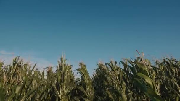 Wind Blowing Corn Field Clear Blue Sky Copy Space — Stock Video