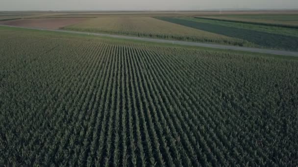 Vista Aérea Drones Del Campo Maíz Verde Cultivado — Vídeo de stock