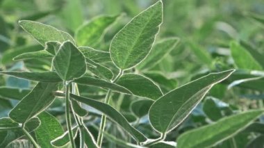 Organik soya alanında büyüyen