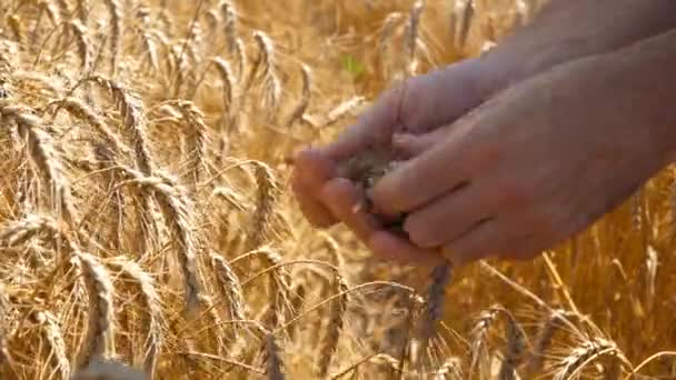 Agricultor Que Examina Los Granos Trigo Campo Antes Cosechar — Vídeo de stock