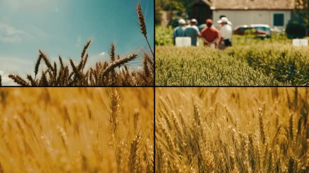 Культивация Пшеницы Нескольких Экранах — стоковое видео