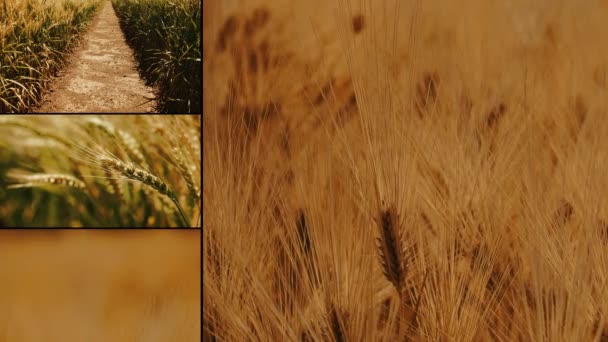 小麦种植多屏视频墙 — 图库视频影像