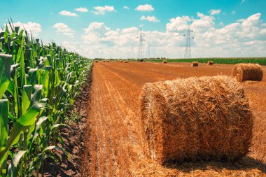 Mısır Tarlası ve haddelenmiş saman balya güneşli yaz gününde