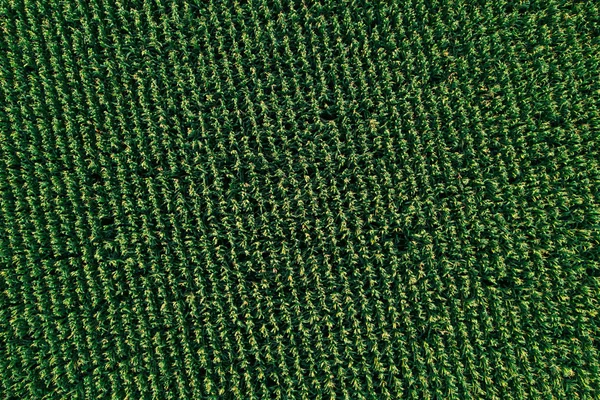 Vista Superior Aérea Drones Del Campo Maíz Verde Cultivado Textura —  Fotos de Stock