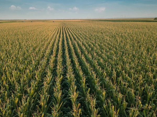 Vista Aérea Drone Paisagem Cultivada Campo Milho Verde — Fotografia de Stock