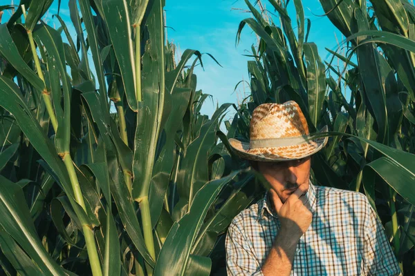 Férfi Farmer Kukoricásban Gondolkodás Tervezés Következő Mezőgazdasági Tevékenység Portréja — Stock Fotó