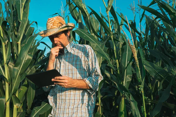 Agrônomo Agricultor Com Computador Tablet Campo Cultivo Milho Homem Confiante — Fotografia de Stock