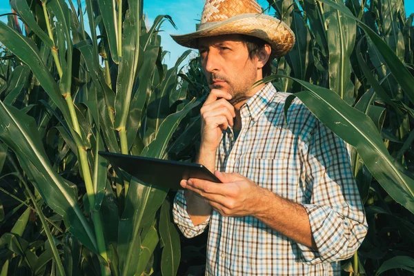 农民农艺师与平板电脑在玉米作物领域 认真自信的人使用现代技术在农业生产中的应用 — 图库照片