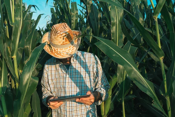 Agrônomo Agricultor Com Computador Tablet Campo Cultivo Milho Homem Confiante — Fotografia de Stock