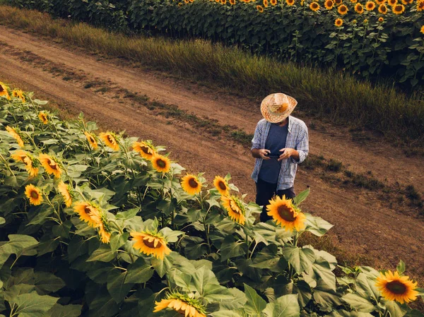 Agrônomo Agricultor Usando Drone Para Examinar Florescimento Culturas Girassol Campo — Fotografia de Stock