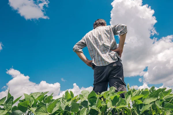 Landarbeiter Steht Auf Einem Sojabohnenfeld Und Blickt Über Die Plantage — Stockfoto