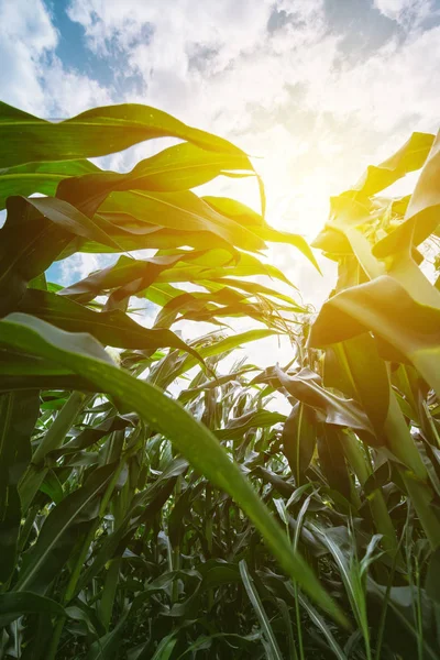 Blick Auf Maiskulturen Mit Wenig Sonnenlicht Das Durch Die Blätter — Stockfoto