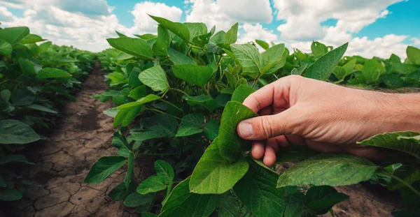 Správa Zdraví Rostlin Sóji Odborné Agronom Zkoumání Plodin Listy Raných — Stock fotografie