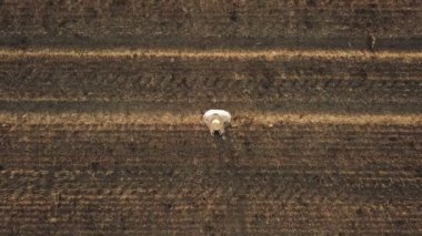 Erkek çiftçinin hasat buğday anız alanında uzaktan kumanda ile bir dron yaz gün batımı uçan üstten görünüm