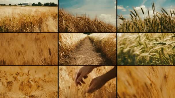 Campos Trigo Telas Múltiplas Cultivo Culturas Vegetais Cereais — Vídeo de Stock