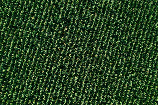栽培した緑のトウモロコシ畑の空中ドローン上面図 上から見た農業プランテーションの抽象的な質感 — ストック写真