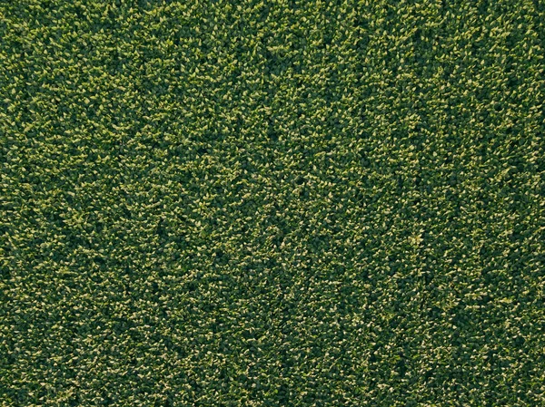 Καλλιέργεια Σόγιας Καλλιεργείται Γεωργικό Τομέα Εναέρια Πάνω Προς Κάτω Άποψη — Φωτογραφία Αρχείου