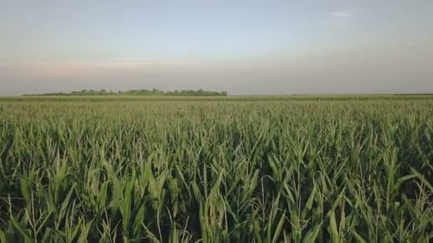 Vista Aérea Drones Del Campo Maíz Verde Cultivado Vuelo Baja — Vídeo de stock