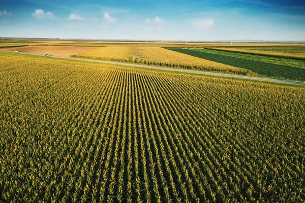 Aerial Drone View Cultivated Green Corn Field Landscape — Stock Photo, Image