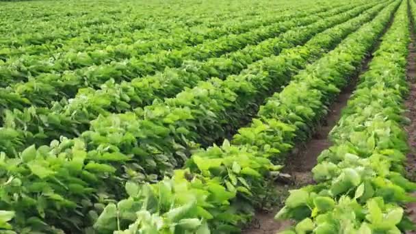 Wind Blowing Green Soybean Field — Stock Video