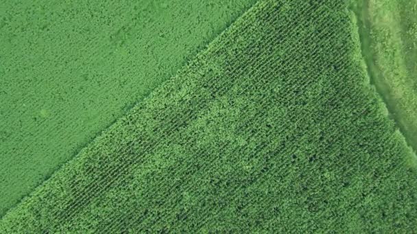 Drone Footage Weeds Growing Cultivated Cornfield Impacting Harvest Yield Top — Stock Video