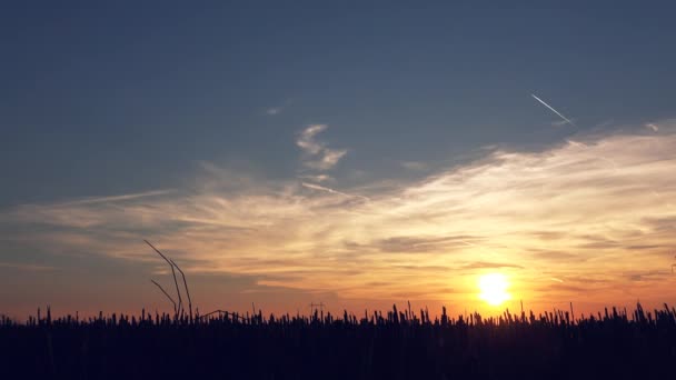 日没で小麦の無精ひげ分野でウォーキングや農地を検査男性農家のシルエット — ストック動画