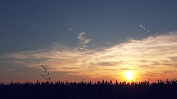 Silhueta Agricultor Masculino Caminhando Campo Palha Trigo Pôr Sol Inspecionando — Vídeo de Stock