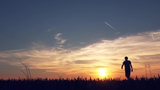 Silhouette Male Farmer Walking Wheat Stubble Field Sunset Inspecting Farmland — Stock Video